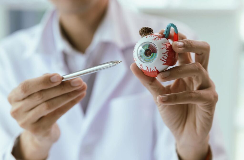 An eye doctor in a white coat holds a model of a human eye and points to it with a pen, explaining eye anatomy or conditions.